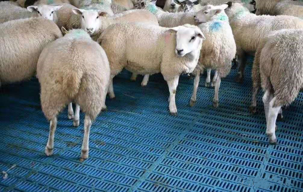 najnowsza sprawa firmy na temat Farma 1000 owiec w Wielkiej Brytanii