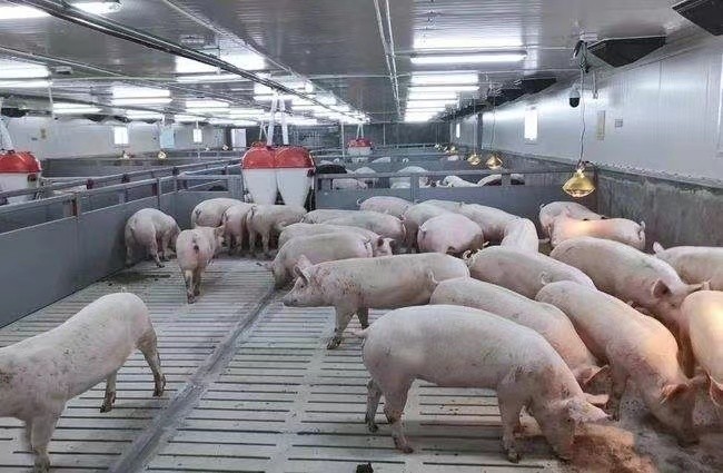 najnowsza sprawa firmy na temat 3000 tuczników w Rosji