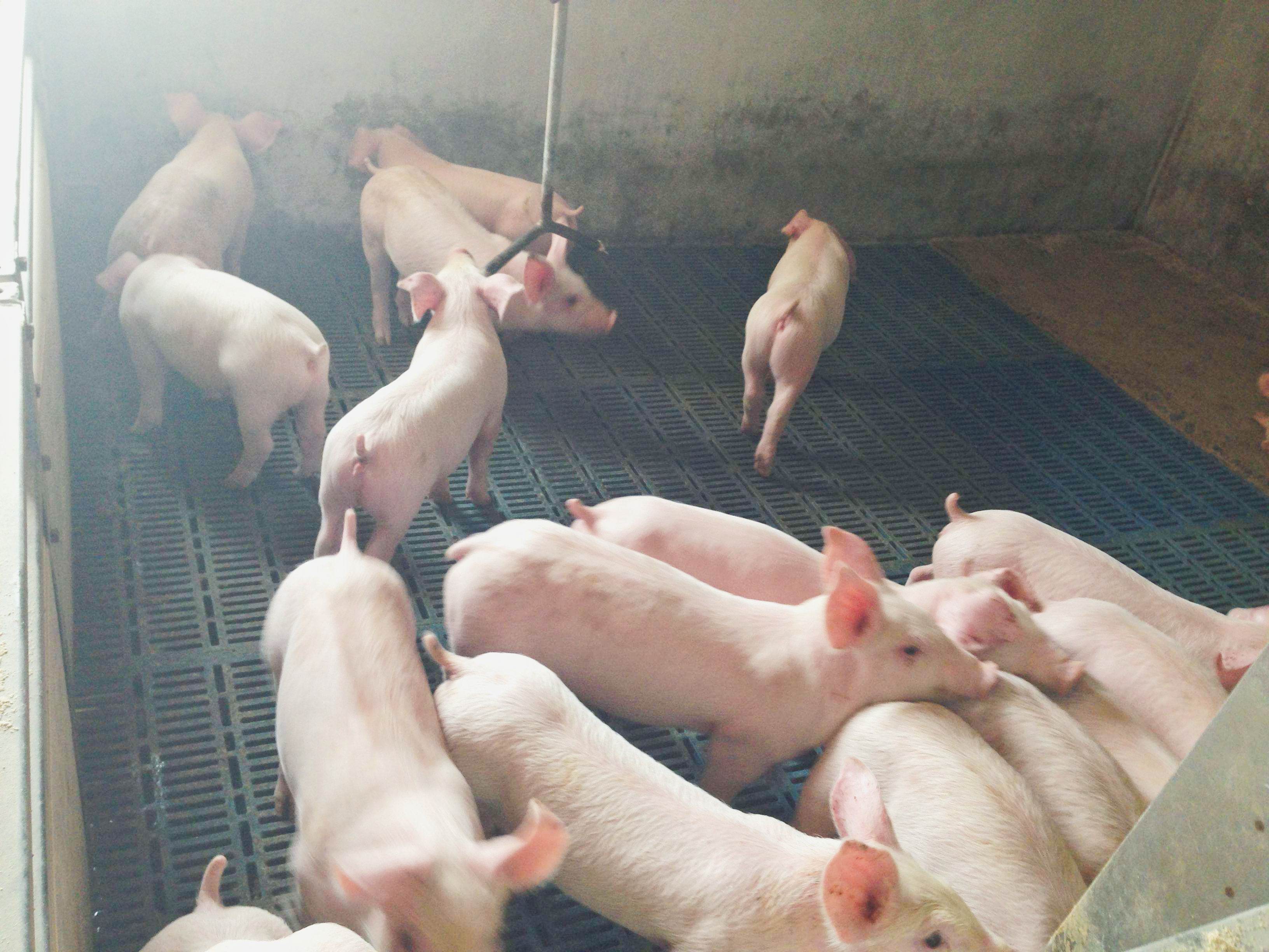 najnowsza sprawa firmy na temat Farma 1500 prosiąt w Kolumbii