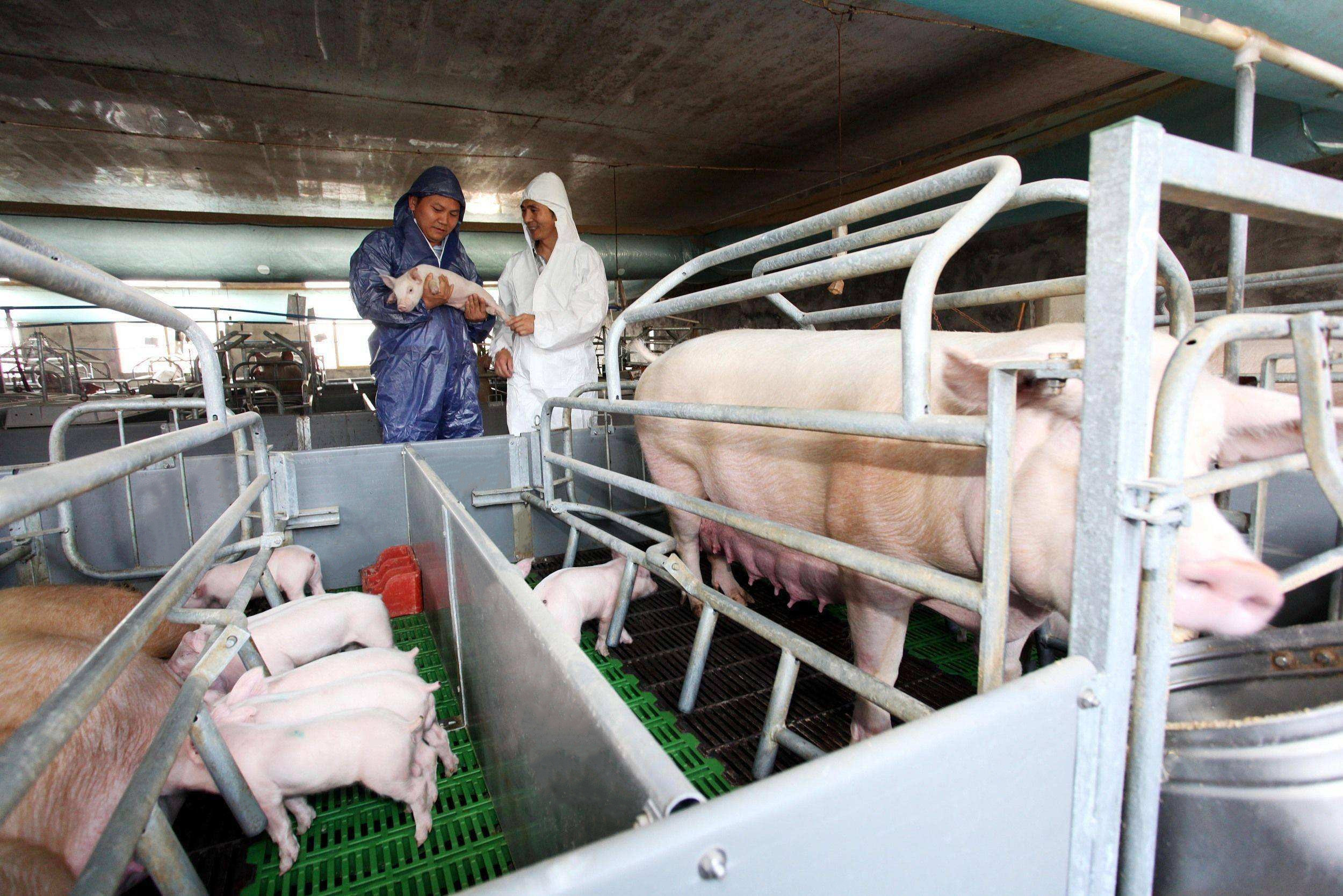najnowsza sprawa firmy na temat Farma 1000 macior w Chinach