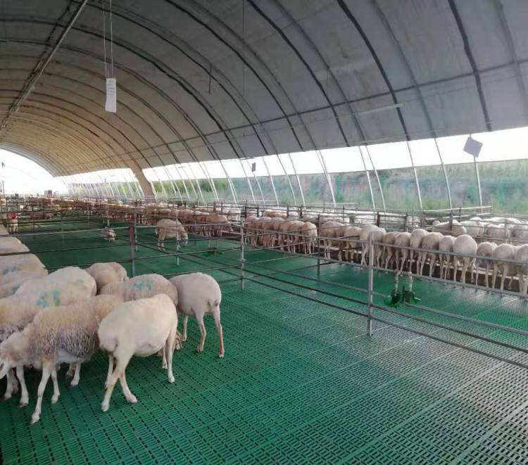 najnowsza sprawa firmy na temat Farma 3000 owiec w Chinach