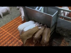 Odstawianie prosiąt Sprzęt do karmienia zwierząt gospodarskich Podajniki wieprzowe ze stali nierdzewnej