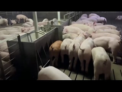 Hodowla Automatyczny podajnik ze stali nierdzewnej dla świń Hog Anti Rust